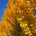 Populus nigra 'Italica' automne
